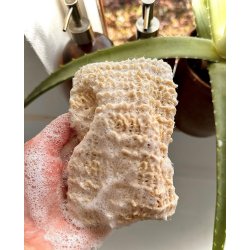 Kystlinje - Sbeposer